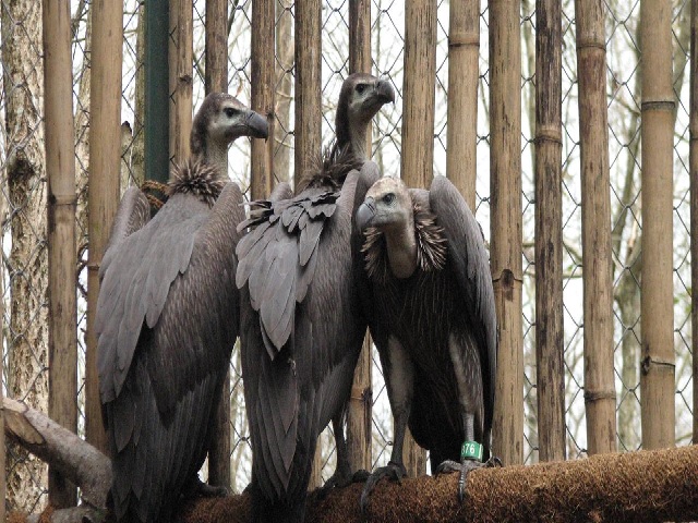 Centre draws up five years plan to save vultures